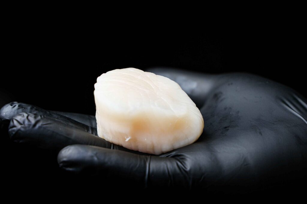 Raw scallop held in a black-gloved hand.